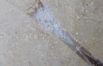 Hibolithes sp. (MONTFORT 1808) - Bild &copy; FossNet FossilienStore